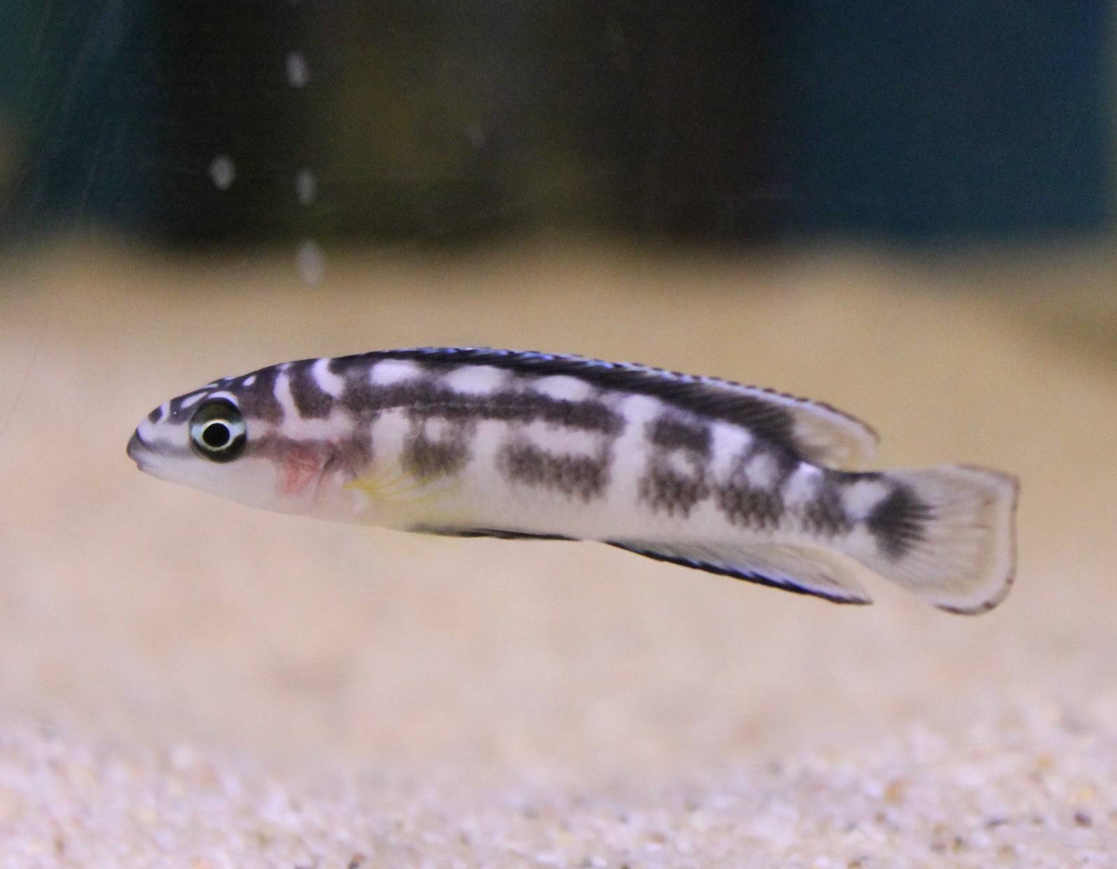 Julidochromis transcriptus