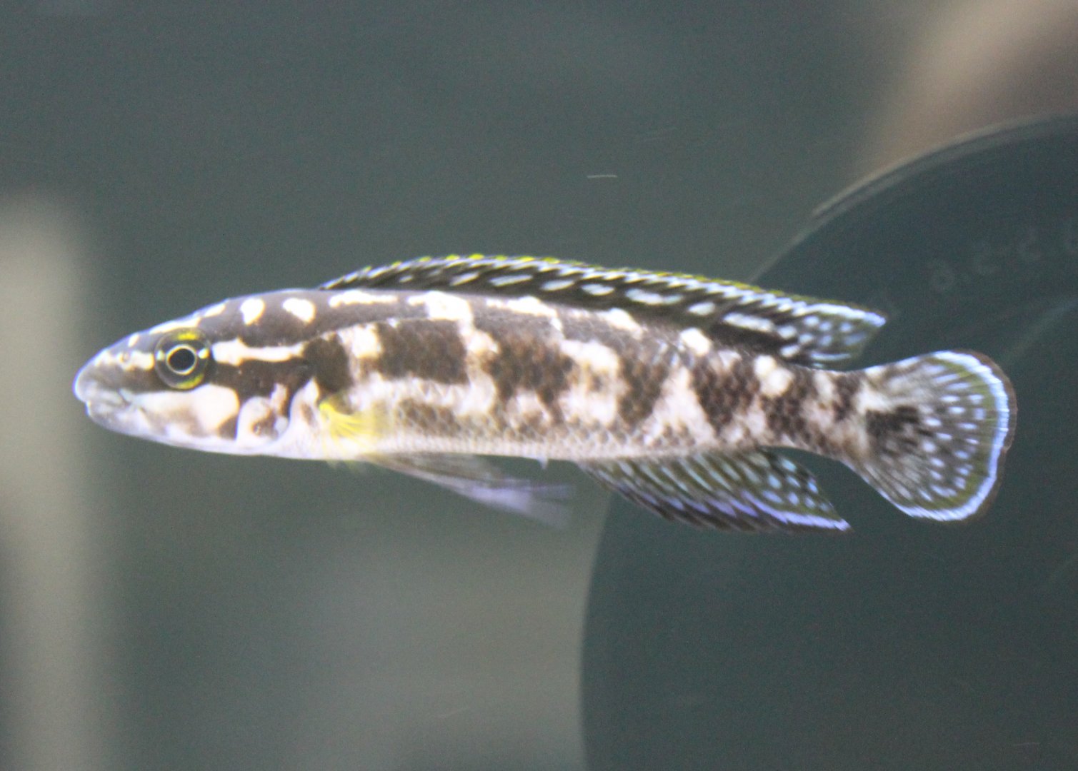 Julidochromis transcriptus