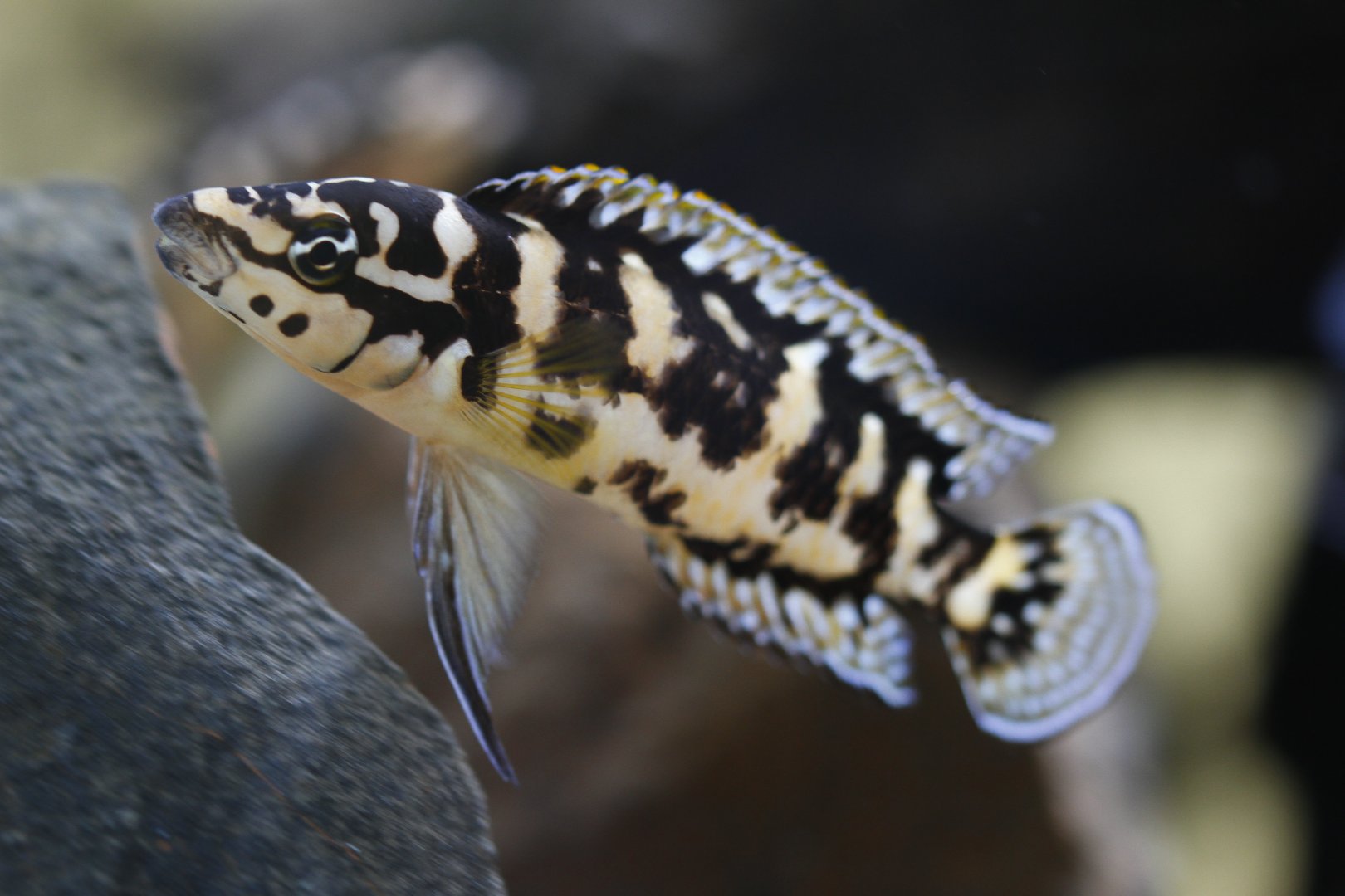 Julie (Julidochromis sp., transcriptus?)