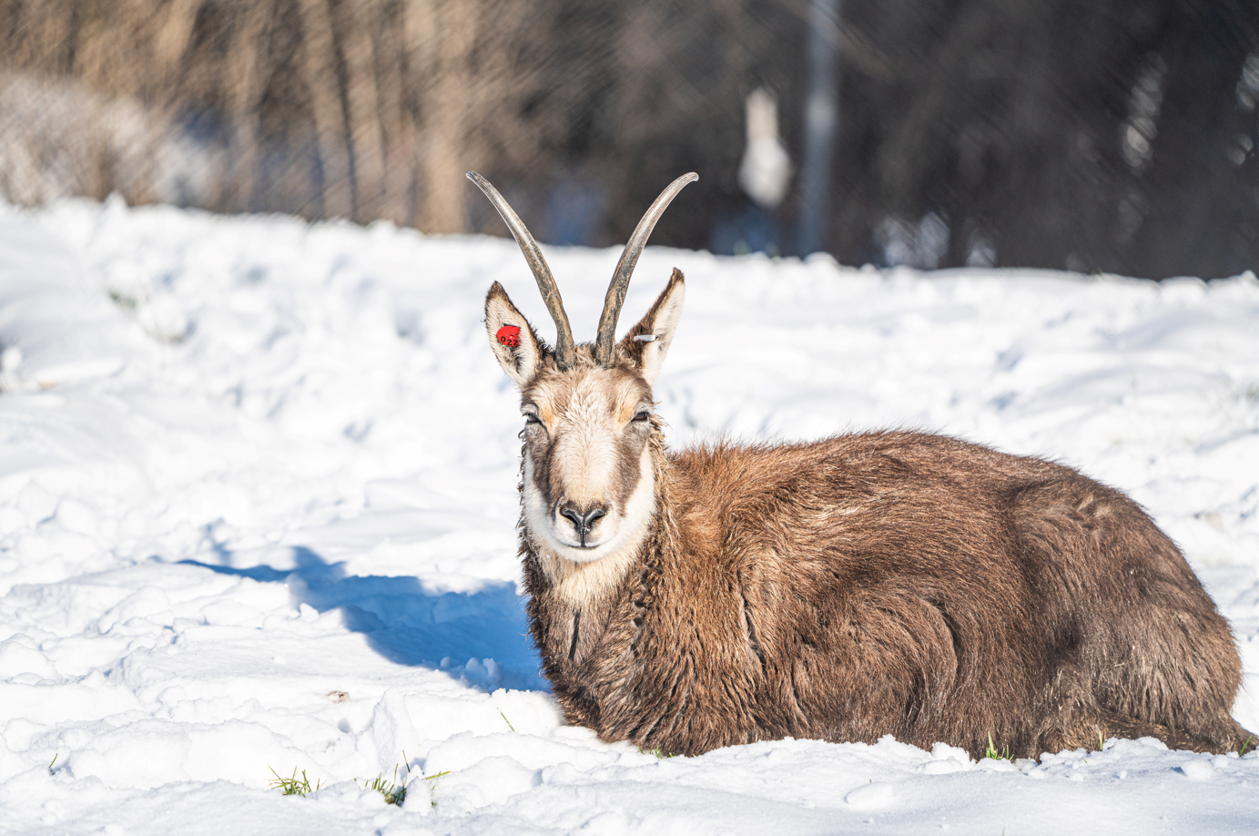Julie the female Chamois