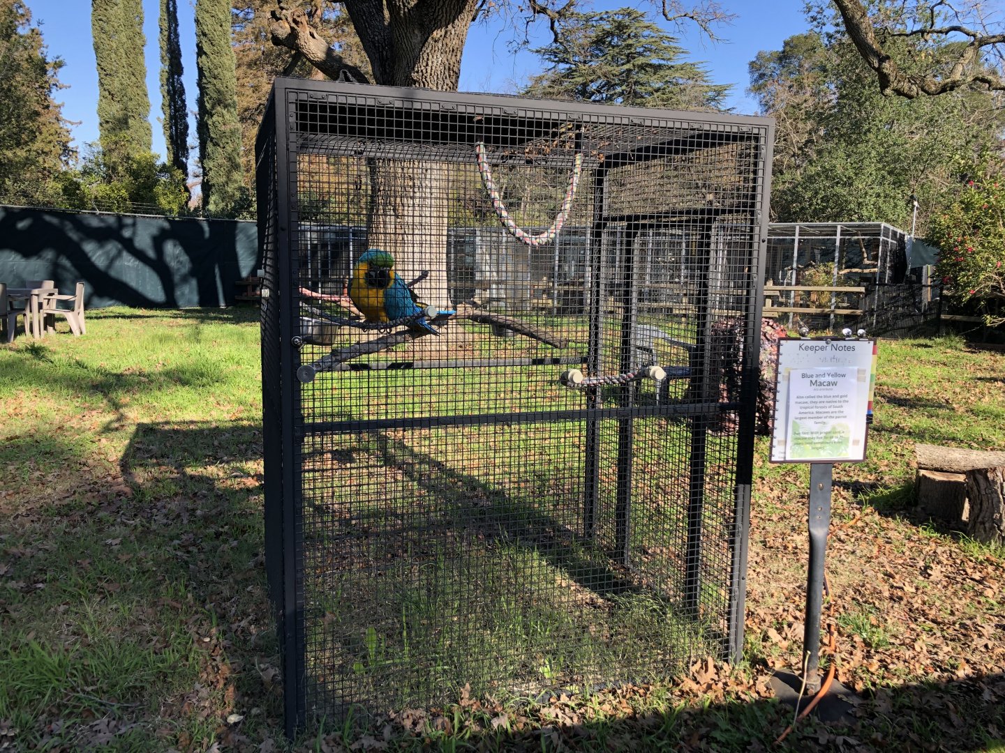 Julio, blue-and-gold macaw aviary (new)