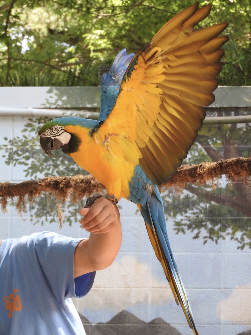 "Julio", Blue & Yellow Macaw