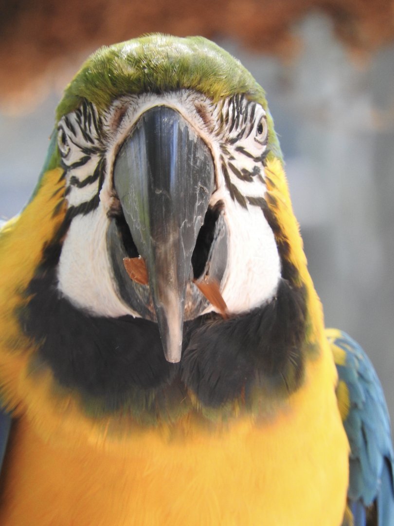 Julio, Blue & Yellow Macaw
