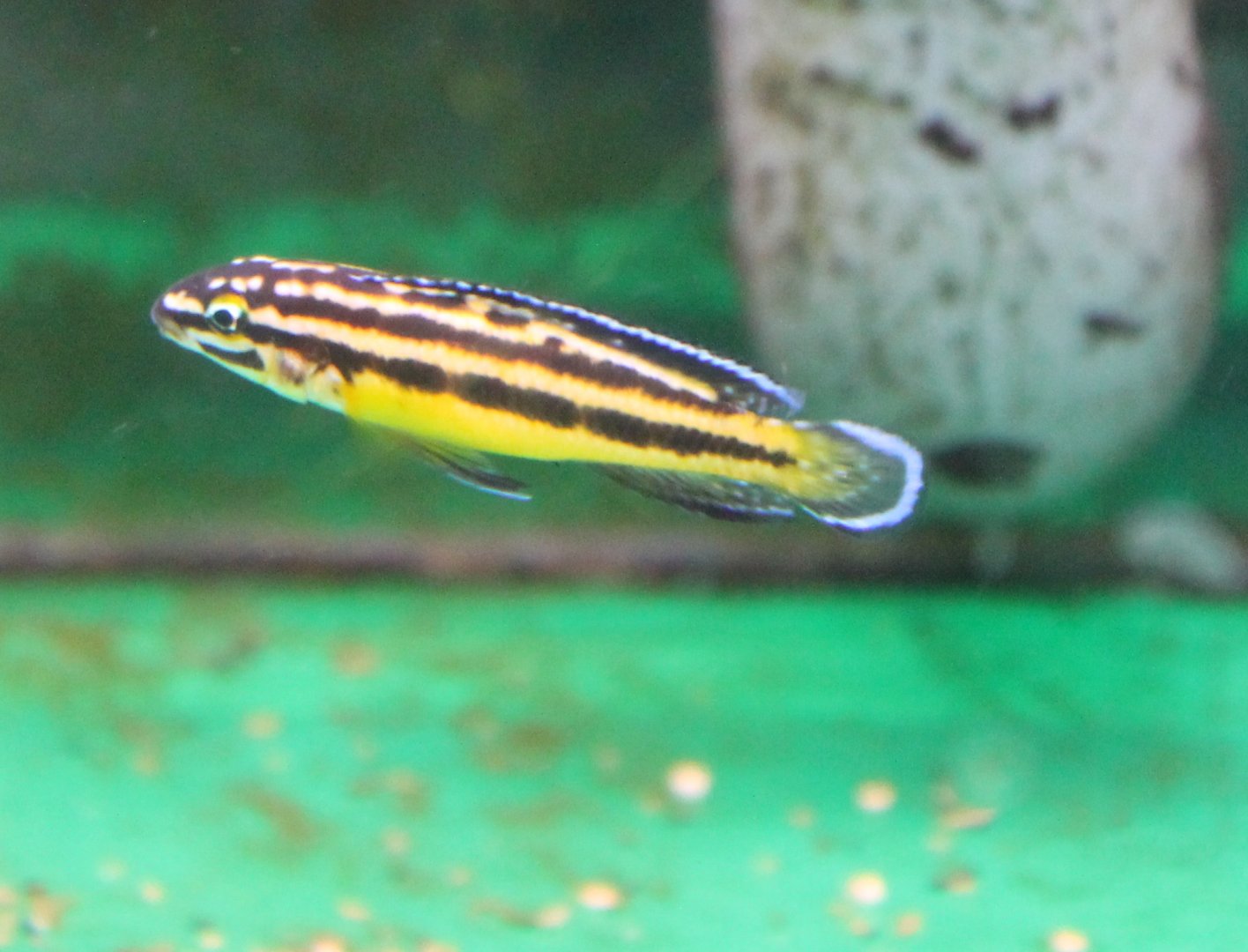 Juliochromis regani
