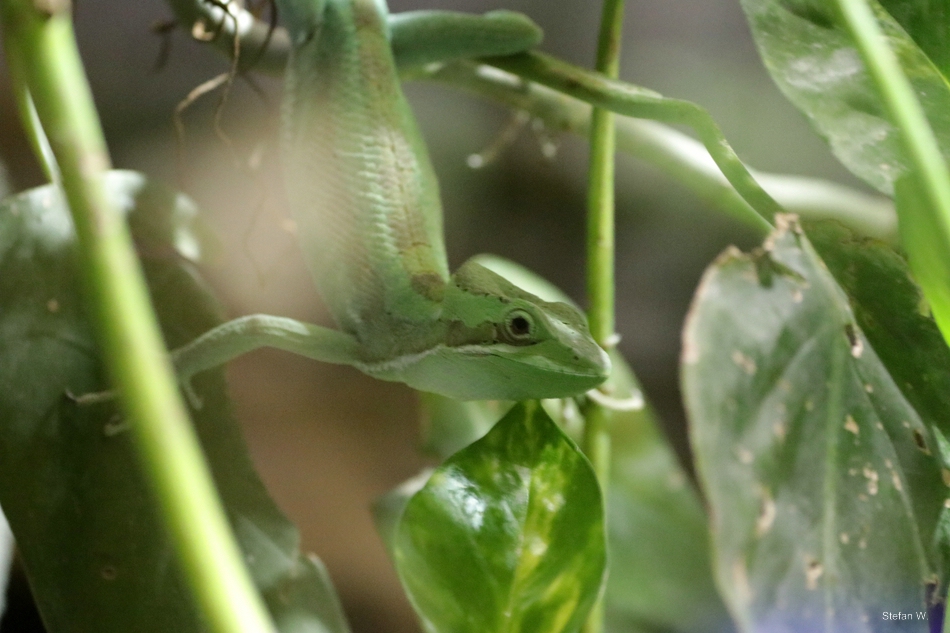 Julio's casquehead iguana (Laemanctus julioi)