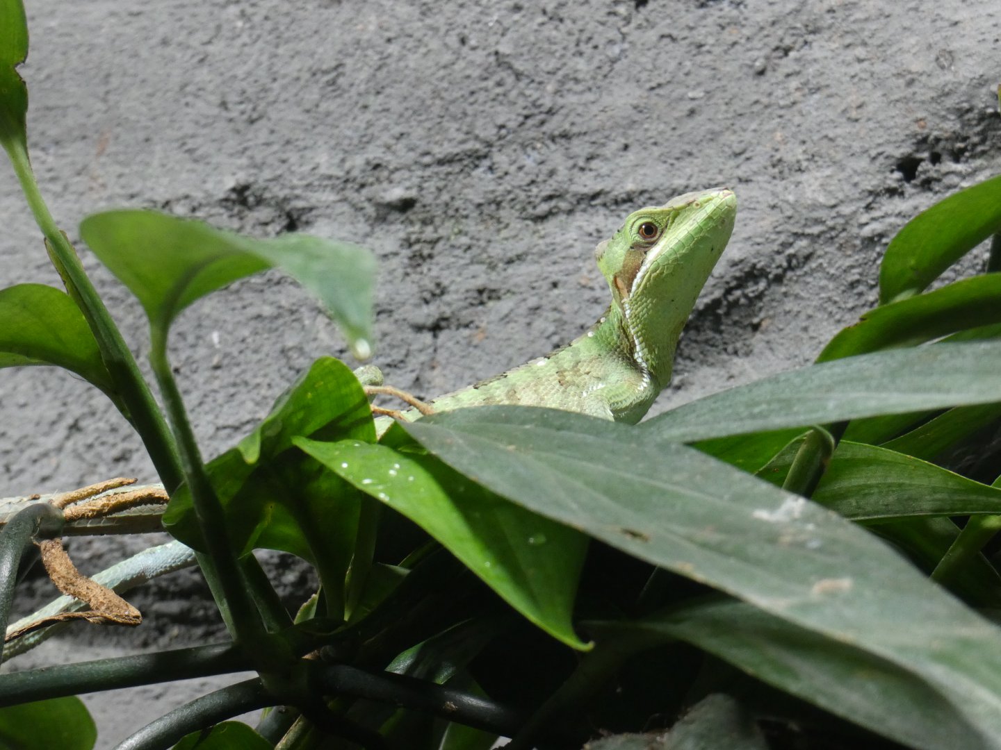Julio's casquehead iguana