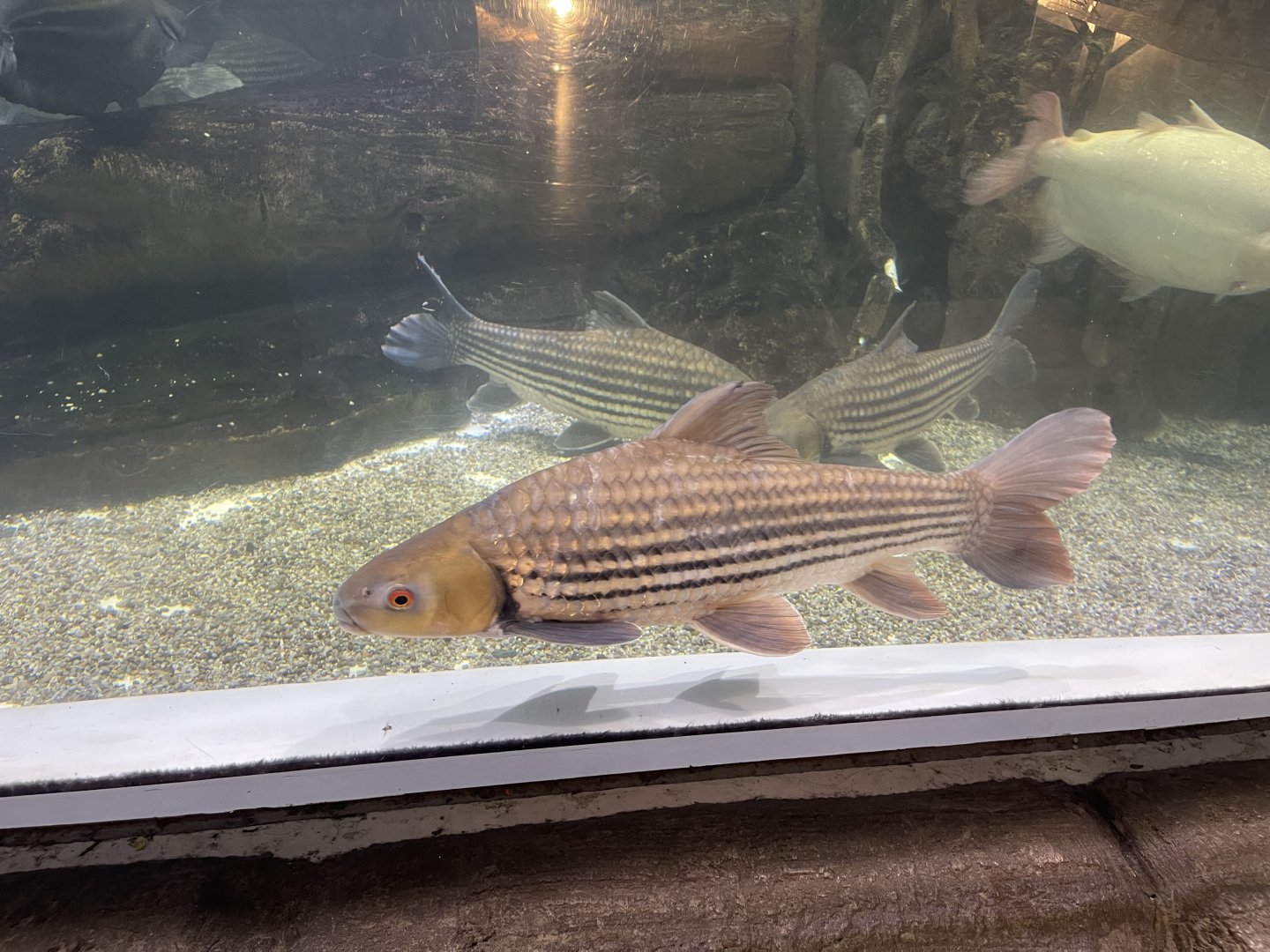 jullien’s golden carp (probarbus jullieni) (1)