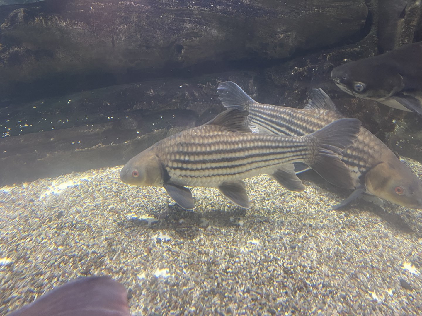 jullien’s golden carp (probarbus jullieni) (2)