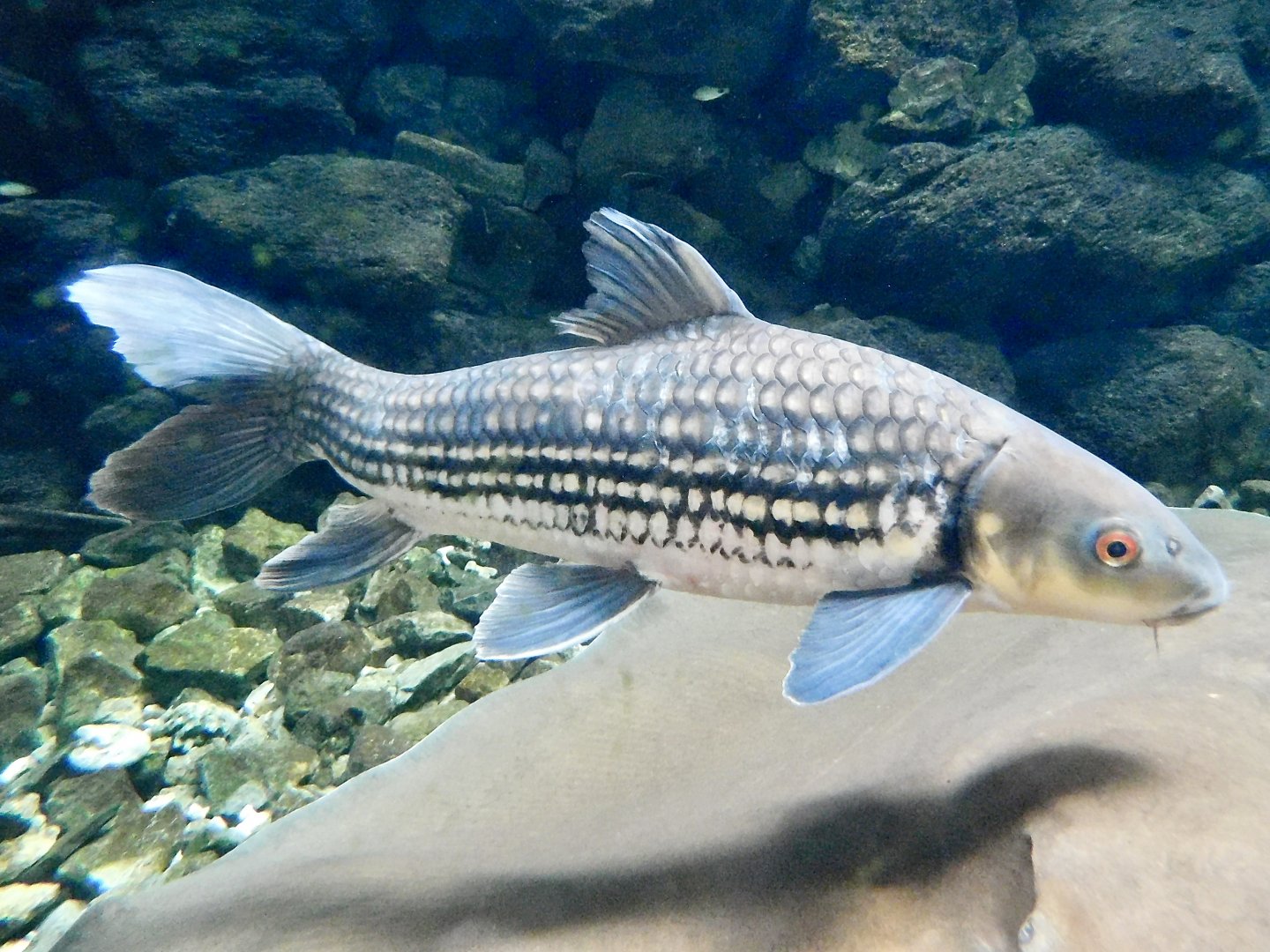 Jullien's Golden Carp (Probarbus jullieni) - Itabashi Botanical Garden September 27, 2025