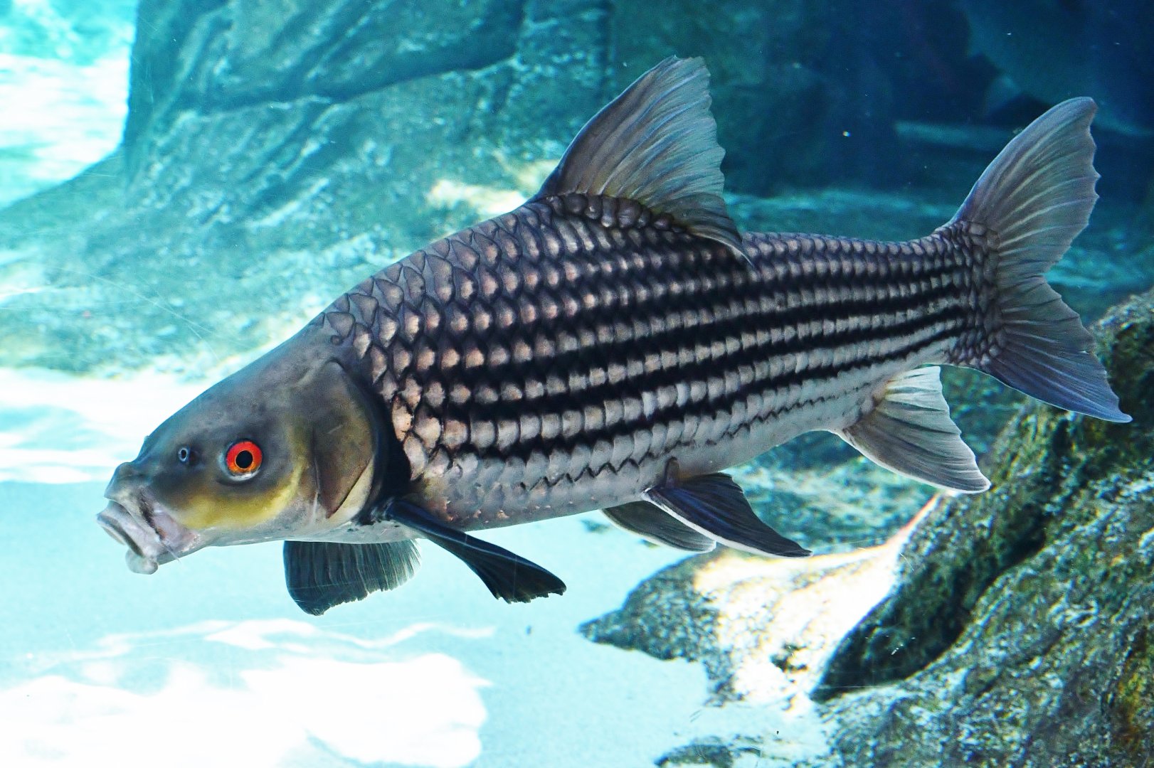 Jullien's Golden Carp (Probarbus jullieni)