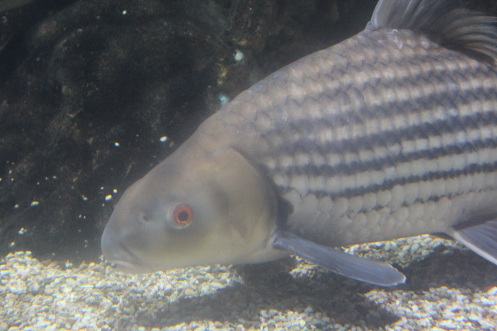 Jullien's golden carp (Probarbus jullieni)