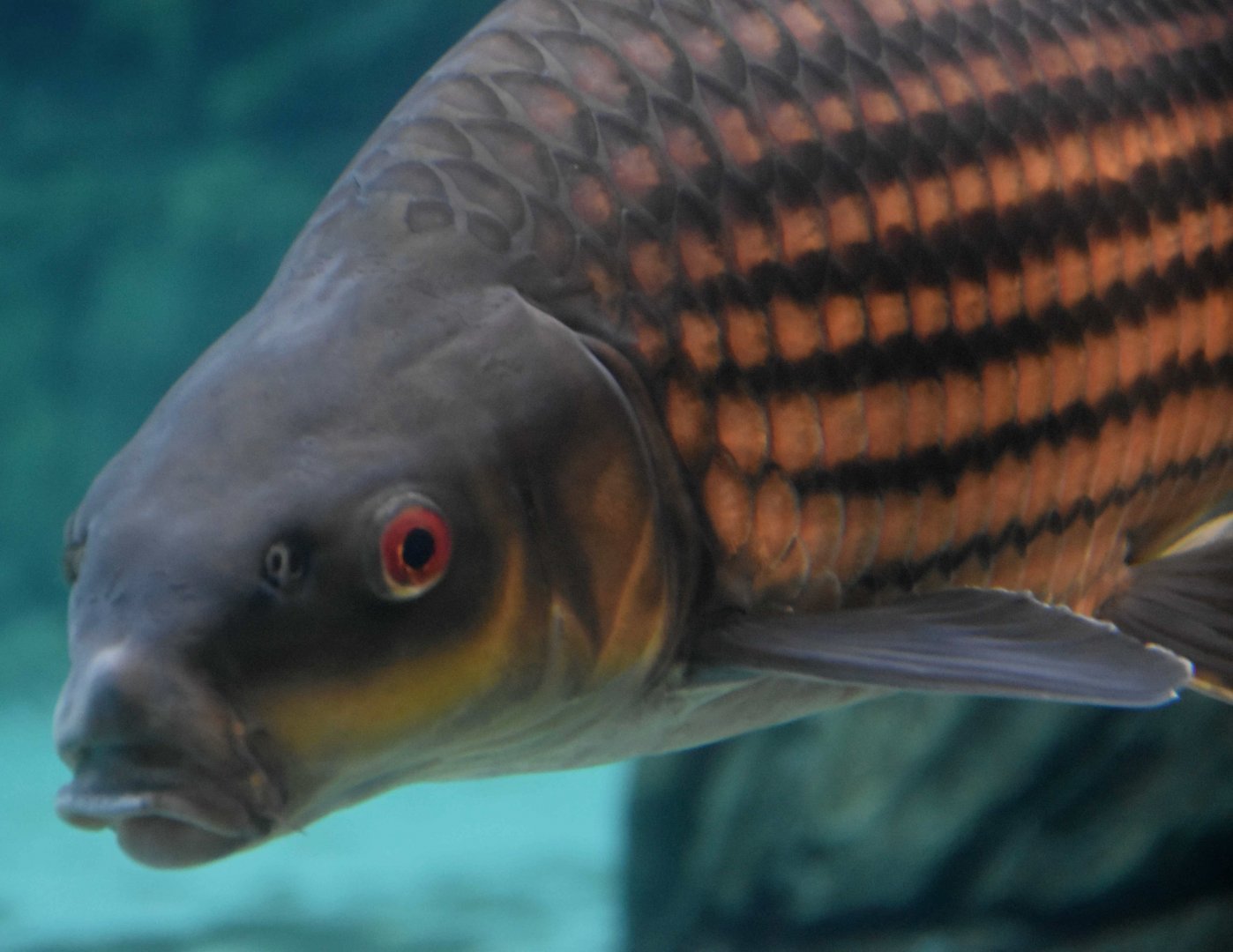 Jullien's Golden Carp (Probarbus jullieni)