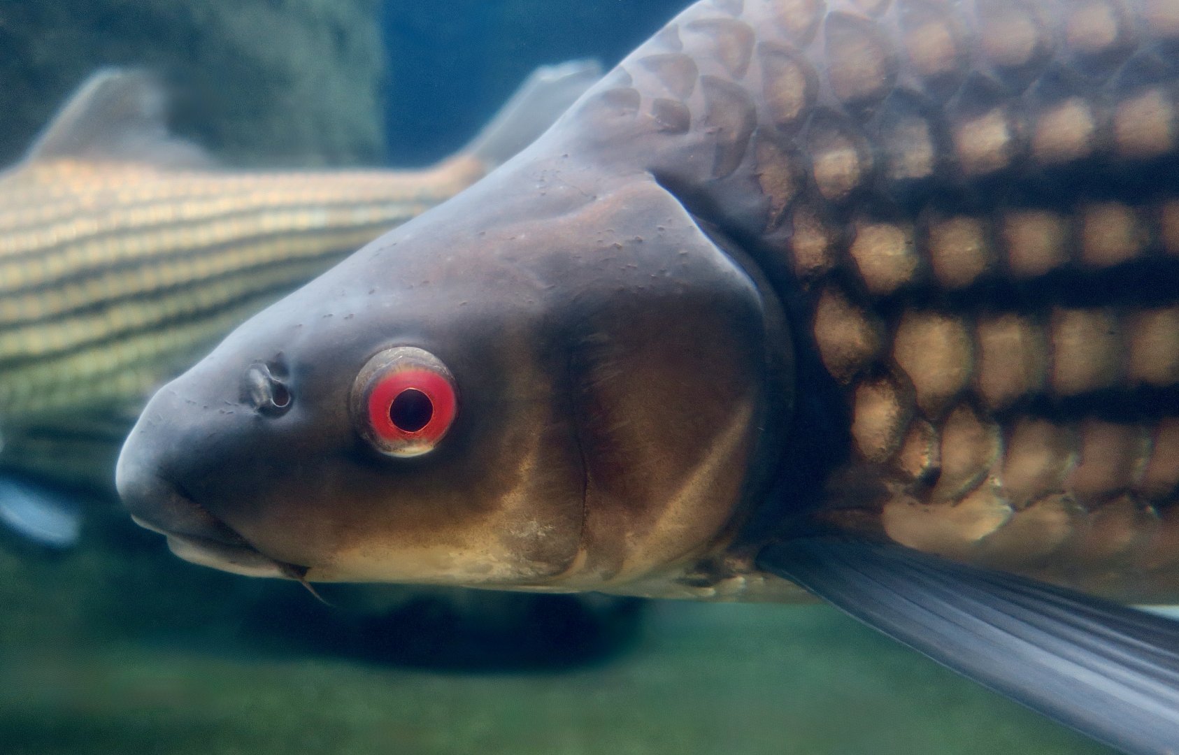 Jullien's Golden Carp (Probarbus jullieni)