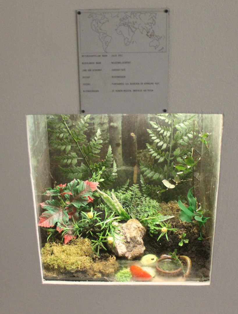 Julus millipede sign and enclosure