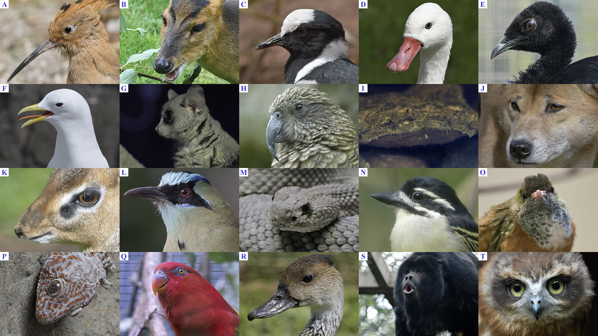 July 1st Unlocking-lockdown Puzzle