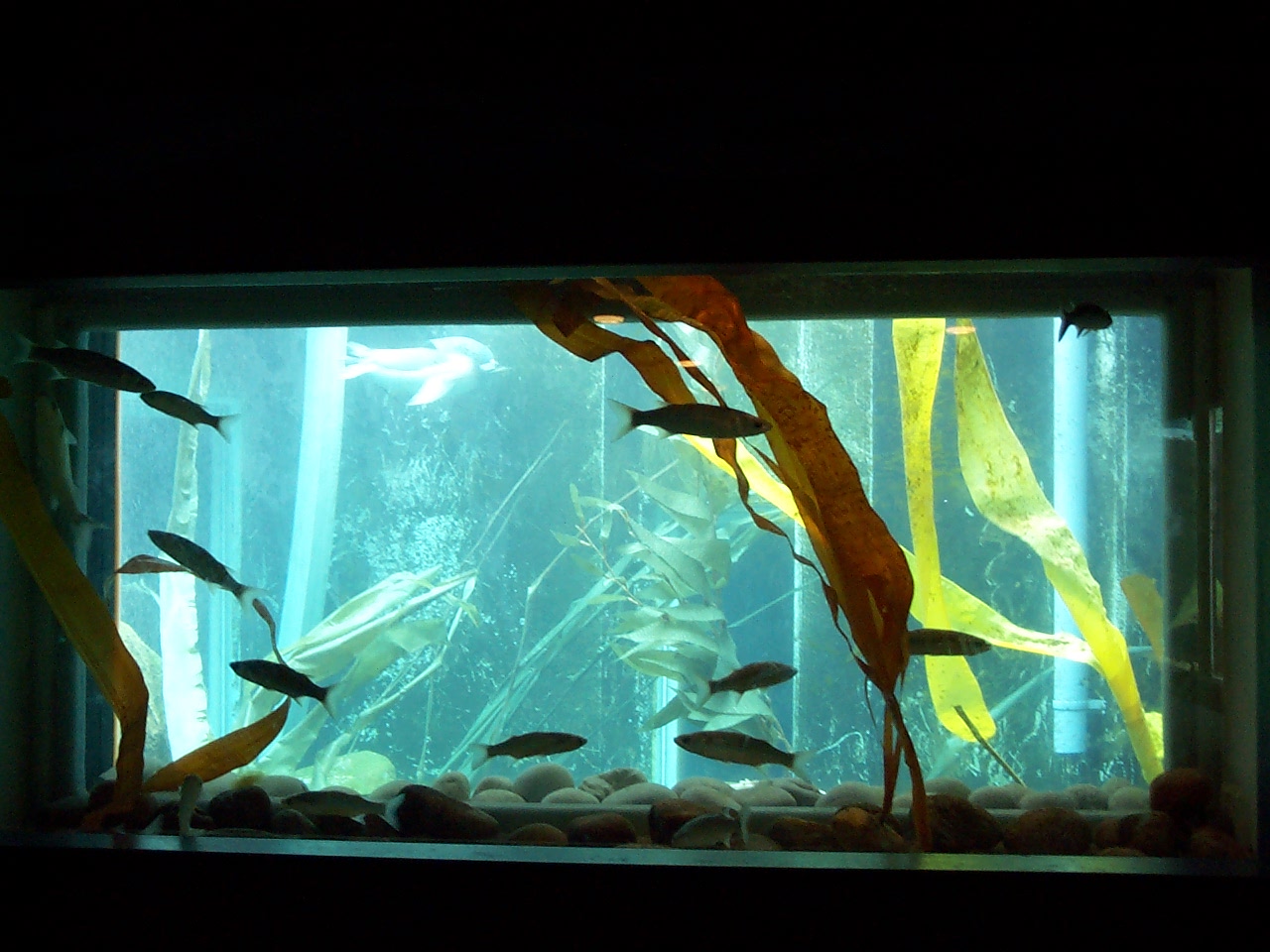 July 200 sea lion coast.