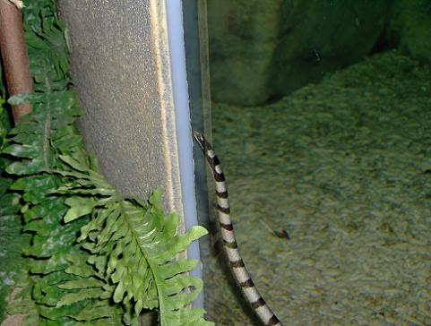 july 2006 - Banded sea snake