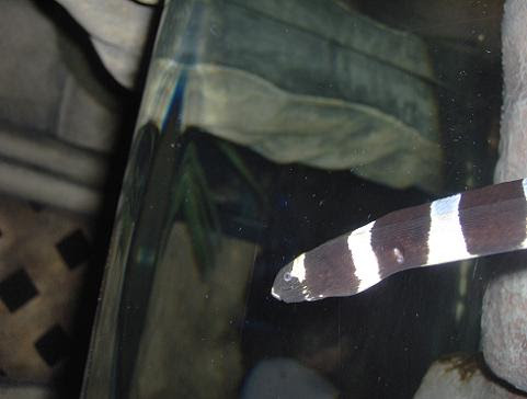 july 2006 - Banded snake eel