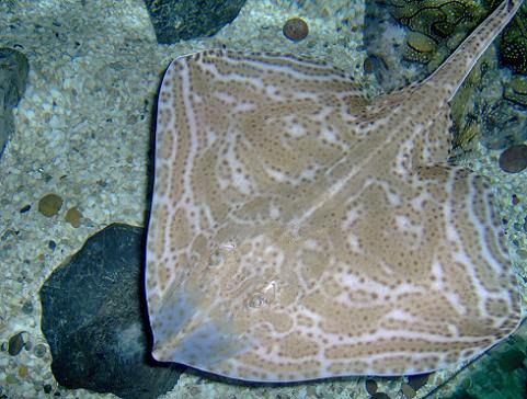 july 2006 - Blonde ray