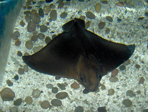 july 2006 - Common eagle ray