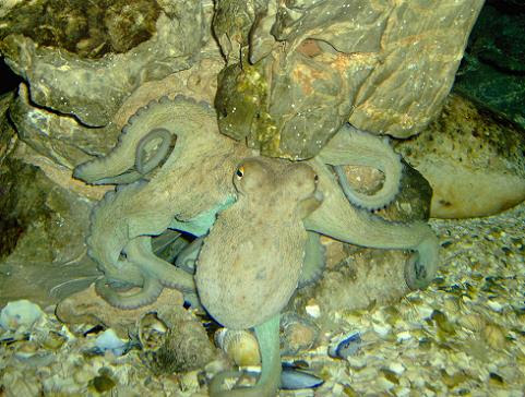 july 2006 - Common octopus