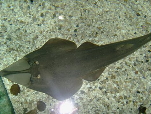 july 2006 - common shovelnose ray
