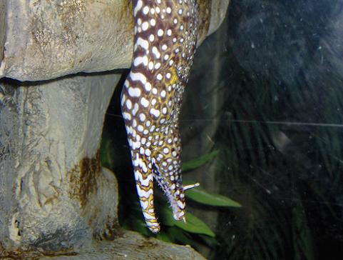july 2006 - Dragon moray