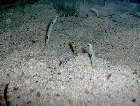 july 2006 - Garden eels