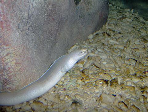 july 2006 - Geometric moray