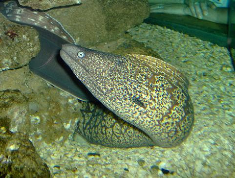 july 2006 - Mediterranean moray