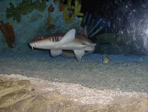 july 2006 - Nurse shark