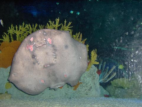july 2006 - Stingray