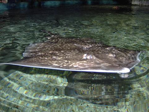july 2006 - Thornback ray