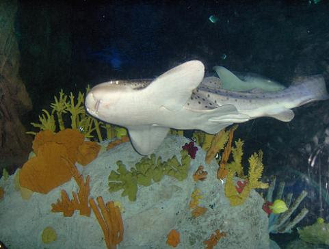 july 2006 - Zebra shark