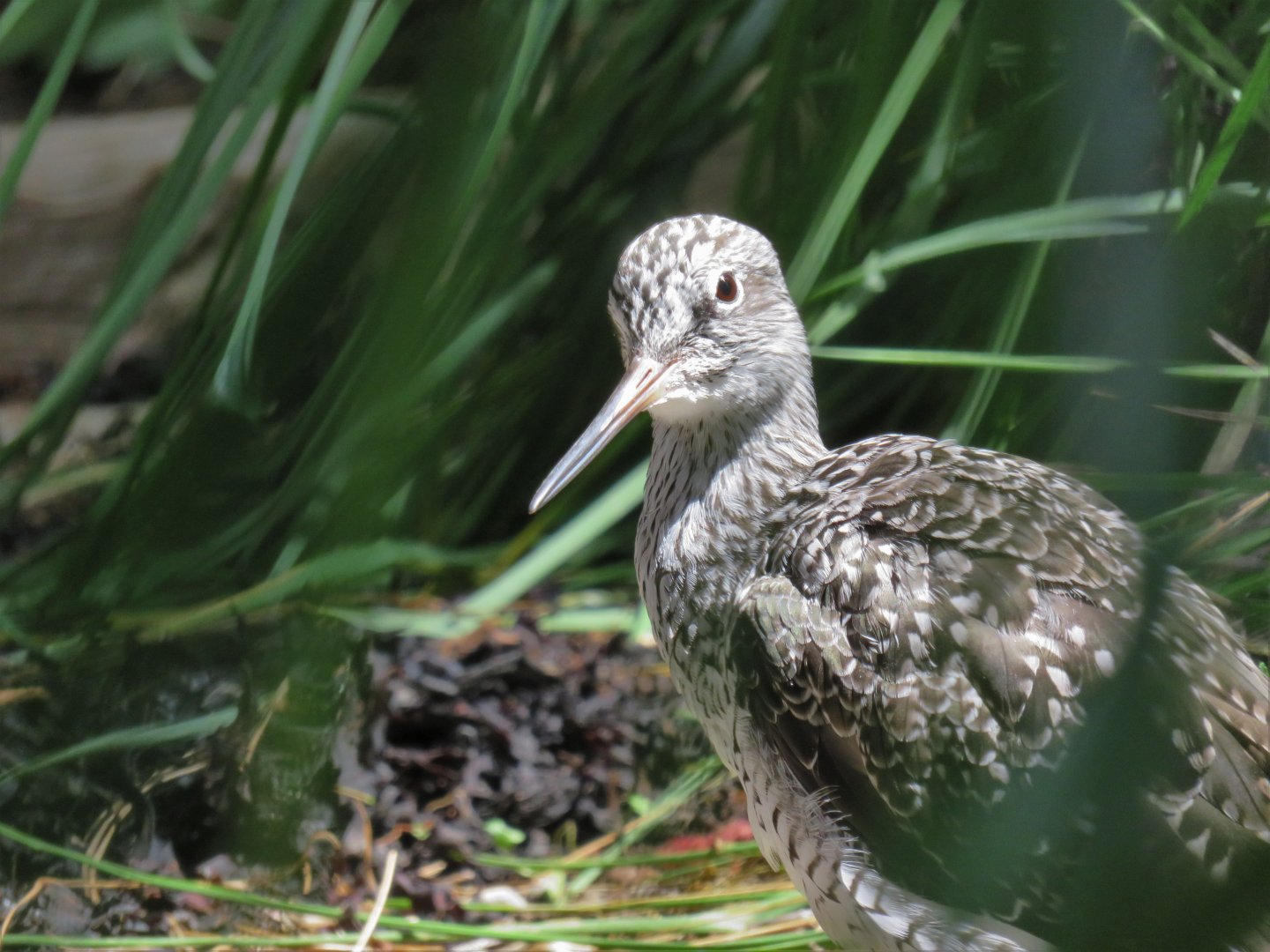 [July 2017] Gulf of St. Lawrence- greater yellowlegs (Tringa melanoleuca)