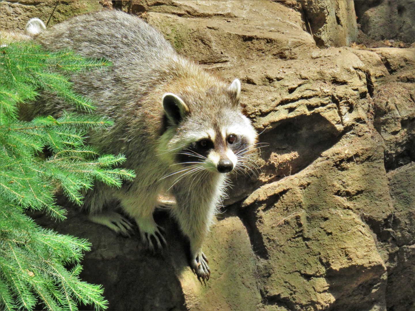 [July 2017] Laurentian Maple Forest- common raccoon (Procyon lotor)