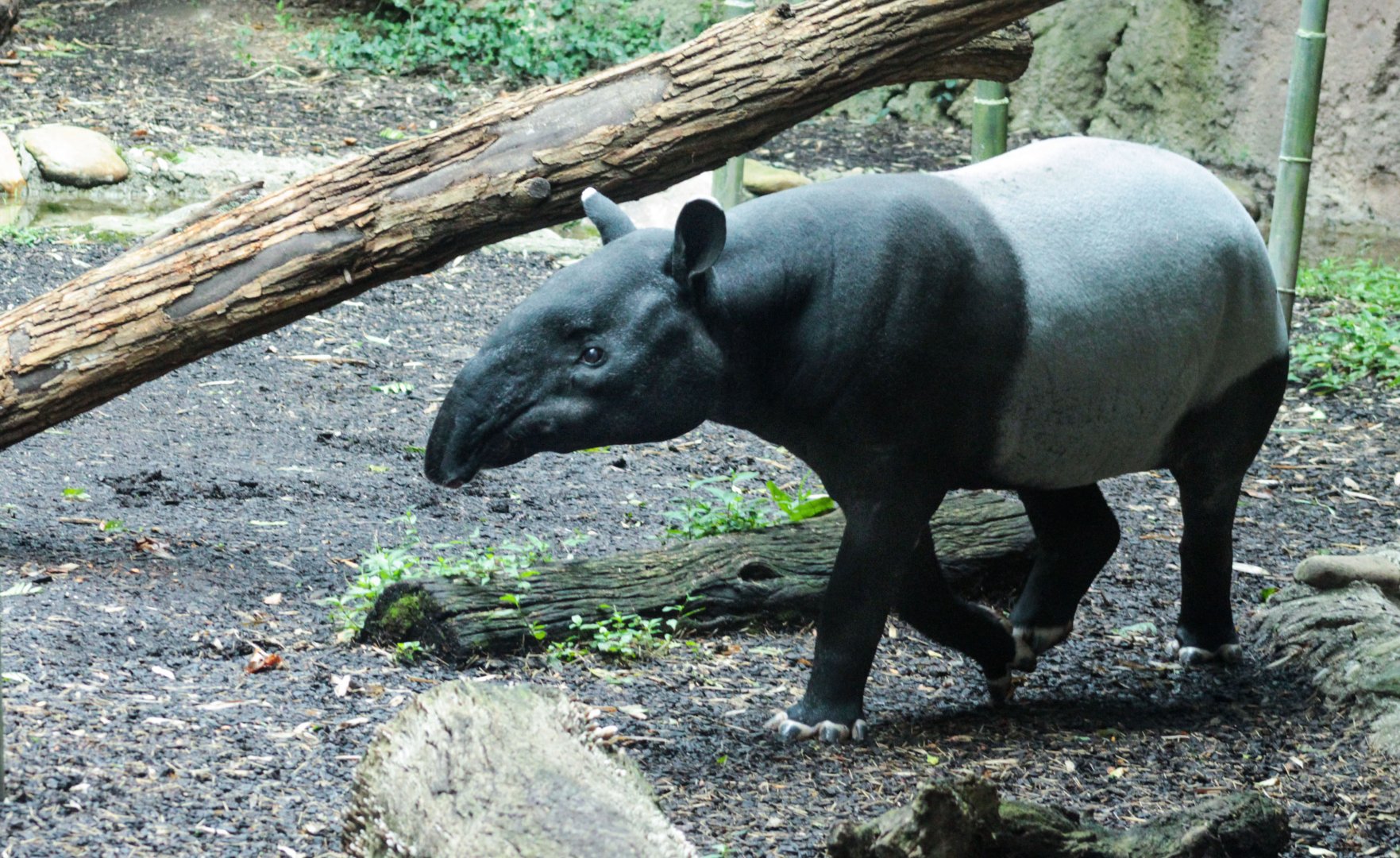 July. 2018 - Islands - Malayan Tapir