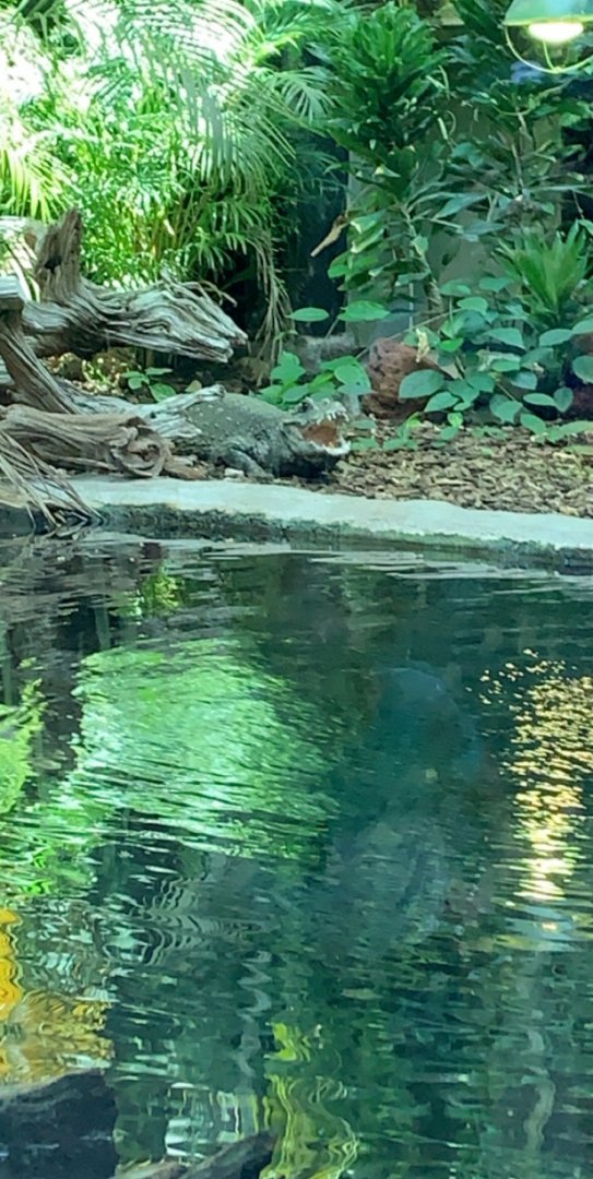 July 2019 - African dwarf crocodile