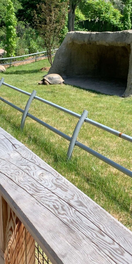 July 2019 - Aldabra giant tortoise