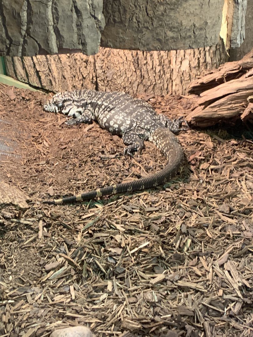July 2019 - Argentine black and white tegu