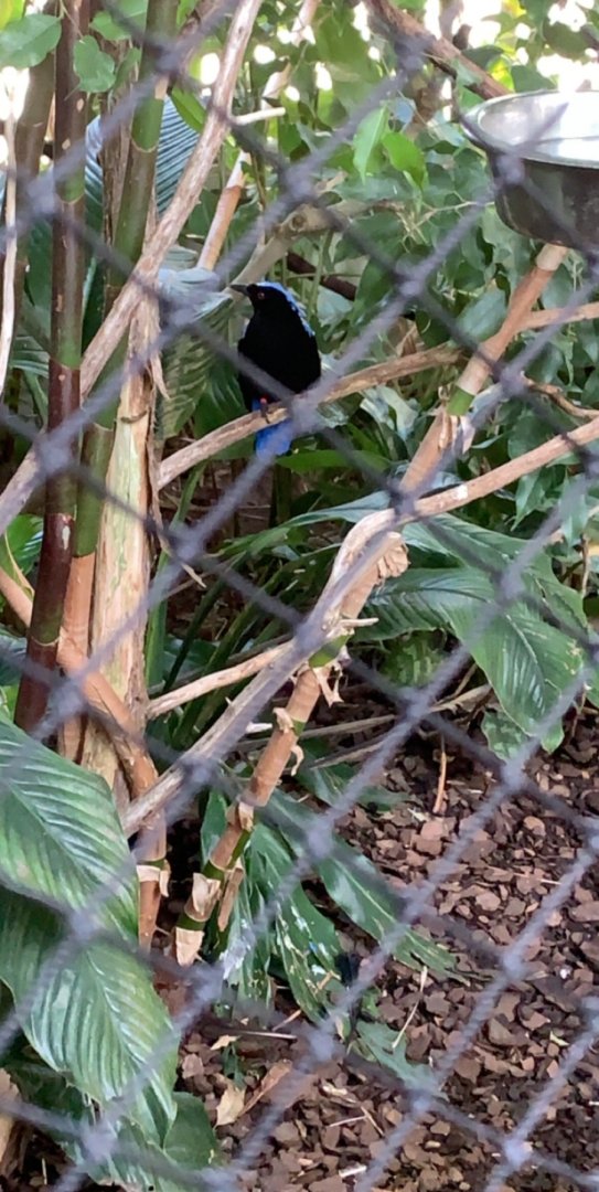 July 2019 - Asian fairy bluebird