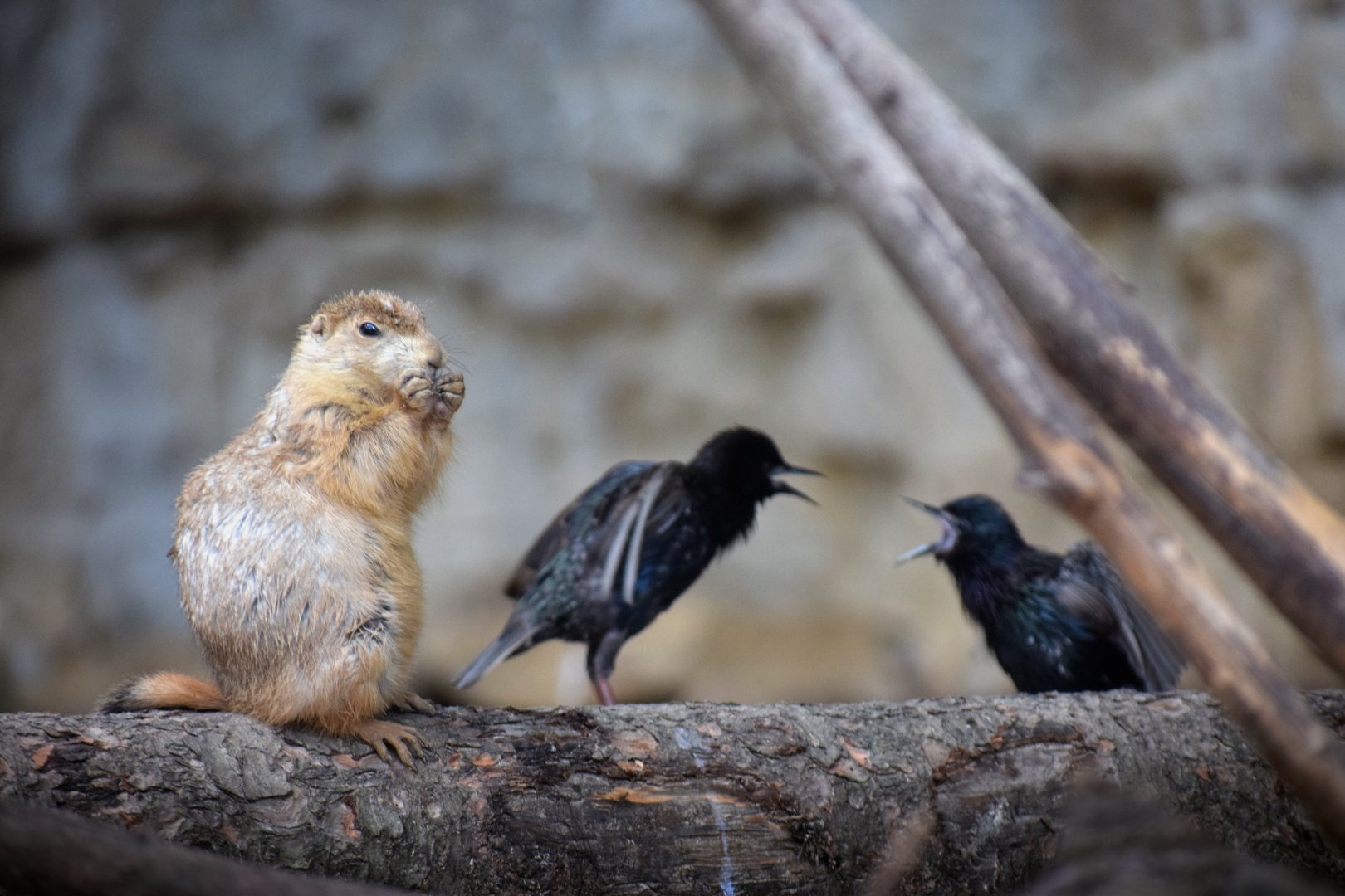 [July 2019] black-tailed prairie dog (Cynomys ludovicianus) eating and naturally occuring European starlings (Sturnus vulgaris) fighting