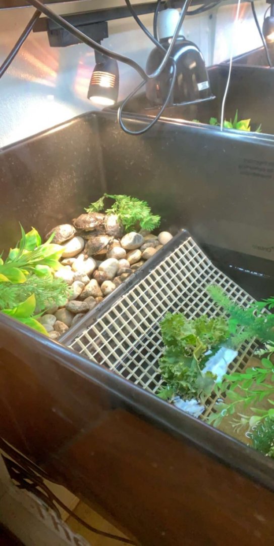 July 2019 - Blanding’s turtle