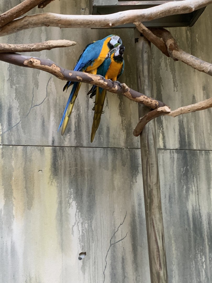 July 2019 - Blue-and-yellow macaw