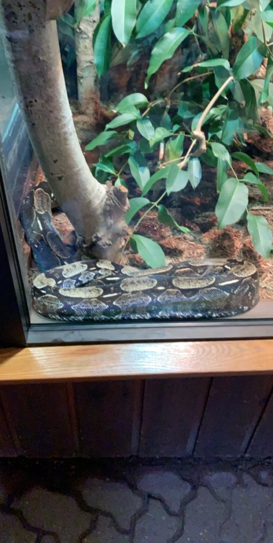 July 2019 - Boa constrictor
