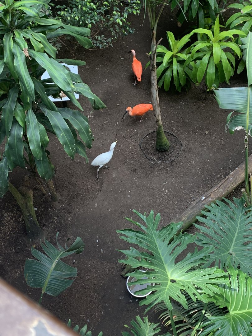July 2019 - Cattle egret and Scarlet ibis
