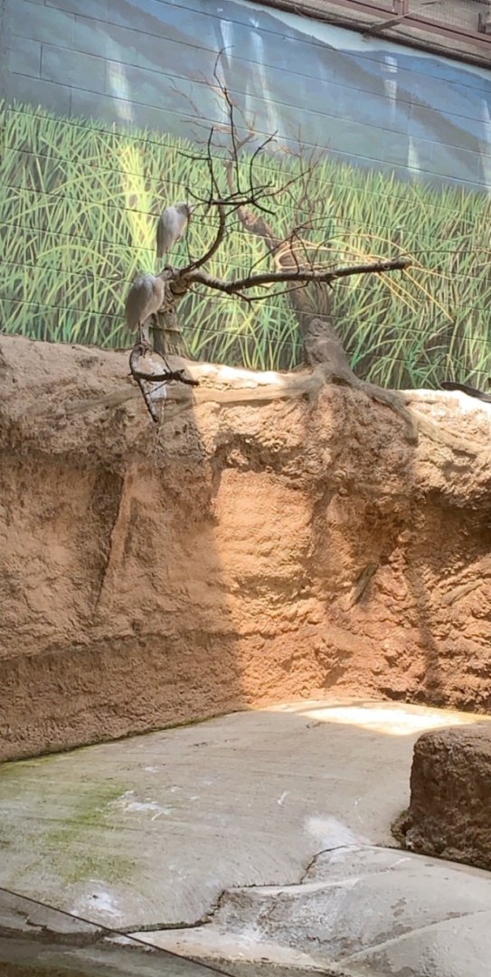 July 2019 - Cattle egret
