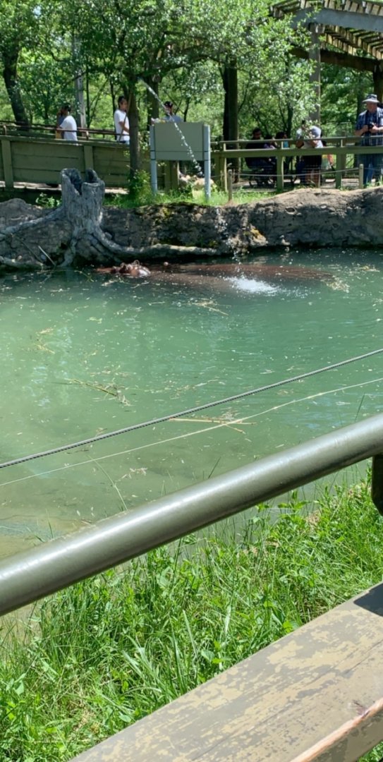 July 2019 - Common hippopotamus