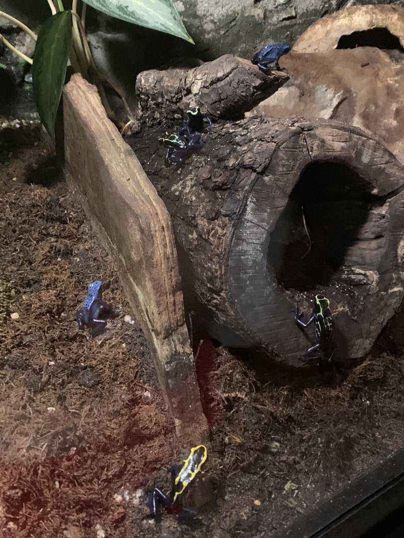July 2019 - Dyeing poison dart frog