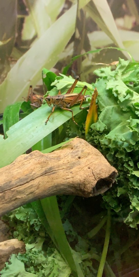 July 2019 - Eastern lubber grasshopper